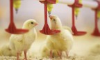 В Украине построят две новые птицефабрики за $15 млн