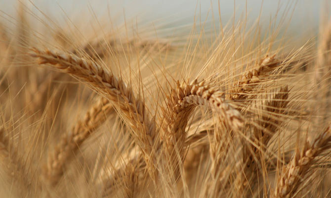 Вьетнам возобновил импорт пшеницы из Украины