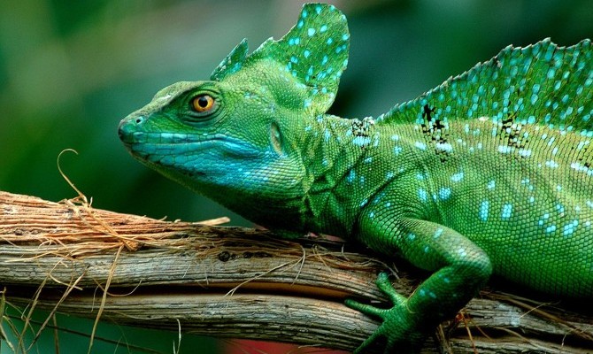 Украина вошла в десятку экспортеров экзотических питомцев