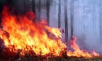 В Чернобыльской зоне начался лесной пожар
