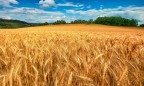 Аграрии могут потерять до половины урожая зерновых из-за засухи