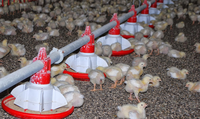 Под Киевом за организацию птичьего могильника задержали владельцев агрохолдинга