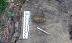 В центре Харькова обнаружили гранату в кустах возле жилого дома