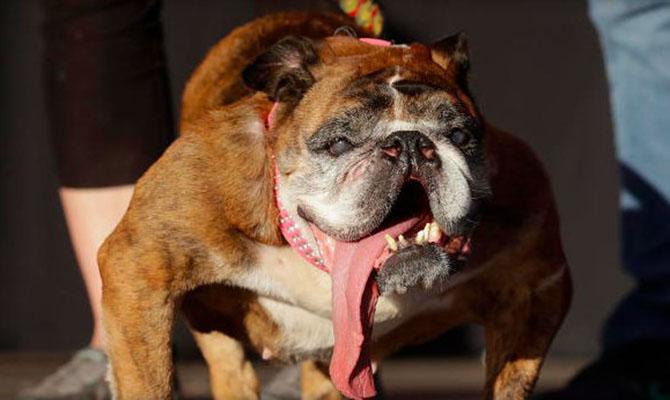 В Америке выбрали самую уродливую собаку