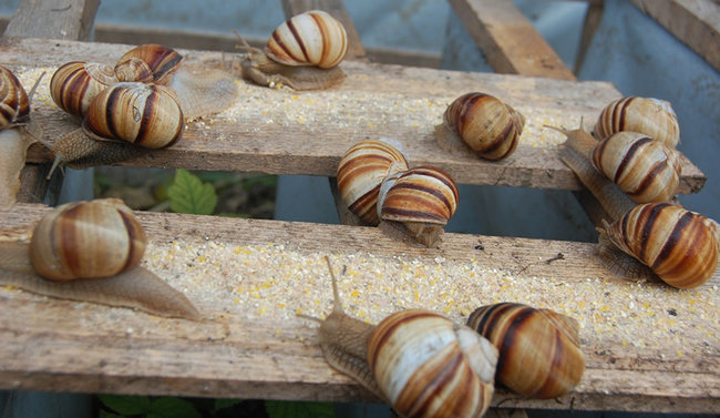 «Аграрная сверхдержава»: на Прикарпатье открывается ферма по выращиванию улиток