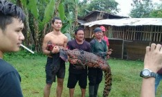 В Индонезии родственники убитого крокодилом в отместку убили 300 рептилий