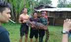 В Индонезии родственники убитого крокодилом в отместку убили 300 рептилий