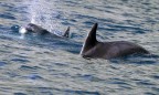 Крымские ученые сообщили о случаях намеренного убийства дельфинов в Черном море