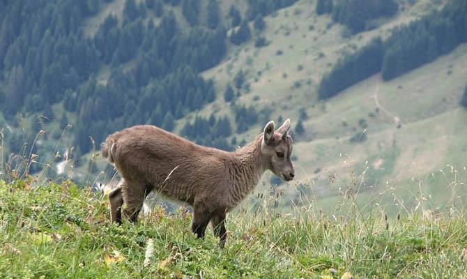 Во Франции пришлось использовать вертолет для спасения туриста от диких коз