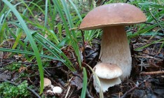 Супрун посоветовала украинцам не собирать грибы