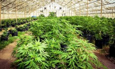 Конституционный суд Грузии легализовал марихуану