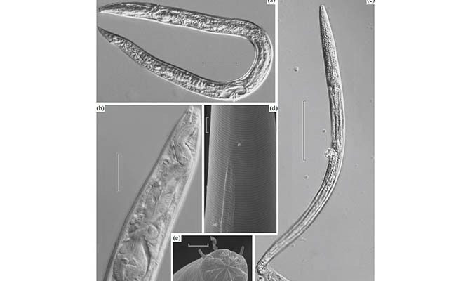Ученые оживили червей, замерзших 40 тысяч лет назад