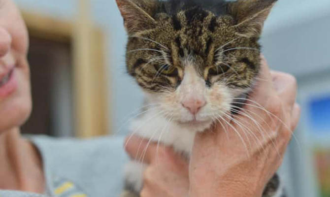 В Британии хозяйке вернули пропавшую 13 лет назад кошку