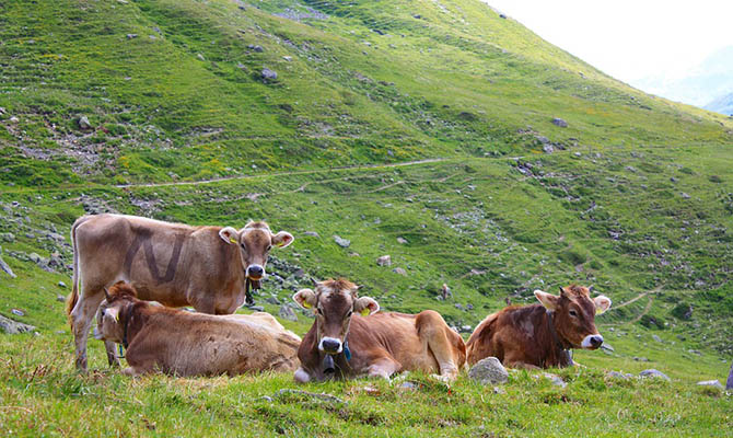 В Швейцарии проблема: коровы стали слишком большими