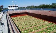 В Киев прибыла первая партия херсонских арбузов