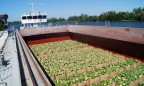 В Киев прибыла первая партия херсонских арбузов