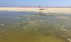 У берегов Калифорнии из-за аномальной жары «сварилась» рыба
