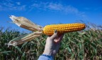 В Украине ожидается рекордный урожай кукурузы