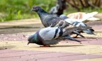 В Таиланде будут сажать в тюрьму за кормление голубей