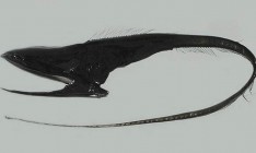 На Гавайях обнаружили необычную рыбу-пеликана с огромным ртом