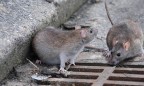 Выявлен первый случай заражения человека крысиным вирусом гепатита E