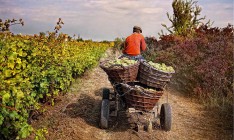 Урожай винограда в Грузии может побить рекорд трех десятилетий