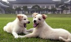 Ким Чен Ын подарил президенту Южной Кореи двух щенков редкой породы