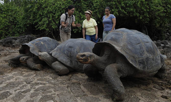 На Галапагосских островах похитили более сотни уникальных черепах