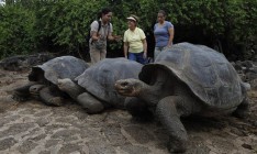 На Галапагосских островах похитили более сотни уникальных черепах