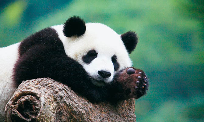 В Китае запретили фотографироваться с пандами и кормить их за деньги