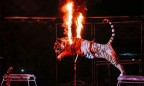 В Украине могут запретить использование диких животных в цирках