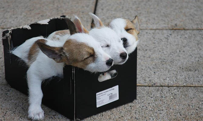 В Великобритании запретят продажу щенков и котят в зоомагазинах