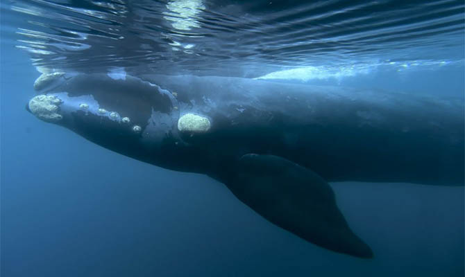 Япония официально вышла из комиссии по промыслу китов