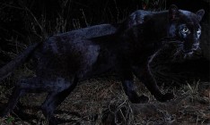 В Африке впервые с 1909 года удалось сфотографировать черного леопарда