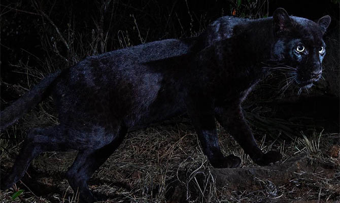 В Африке впервые с 1909 года удалось сфотографировать черного леопарда
