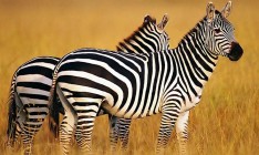 Ученые выдвинули еще одну теорию, зачем зебрам нужны полоски