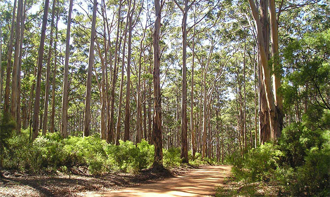 В Австралии посадят миллиард деревьев для борьбы с парниковыми газами