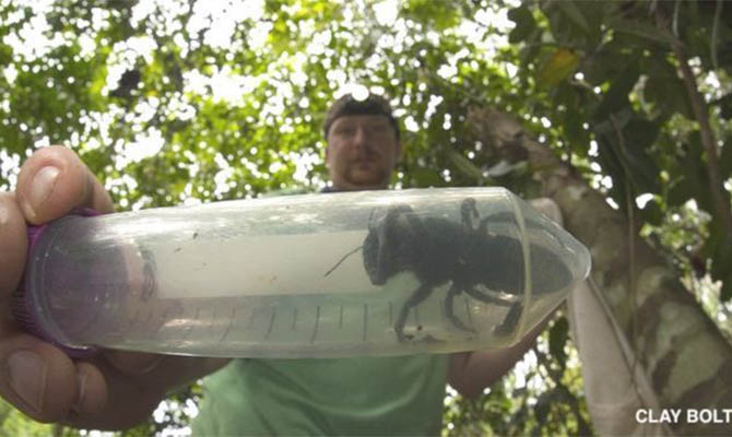 Ученые обнаружили гигантскую пчелу, которая 38 лет считалась вымершей