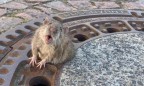 В Германии с помощью пожарных спасли толстую крысу, застрявшую в люке