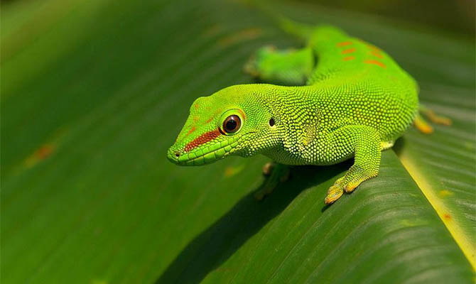 Ученые узнали, что помогает некоторым животным восстанавливать потерянные части тела