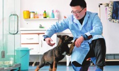 В Китае начали тренировать первую клонированную полицейскую собаку
