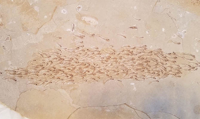 Ученые нашли окаменелый косяк рыб возрастом 50 миллионов лет