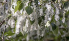 Супрун рассказала, что тополиный пух не вызывает аллергию