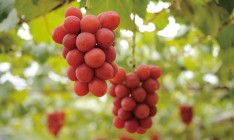 В Японии гроздь винограда продали за $11 тысяч