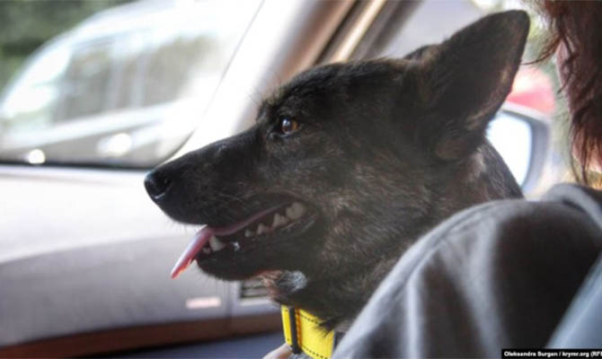 В Украину вернули собаку с захваченного Россией буксира «Яны Капу»