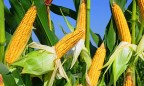 Популярные гибриды подсолнечника и кукурузы в 2019 году