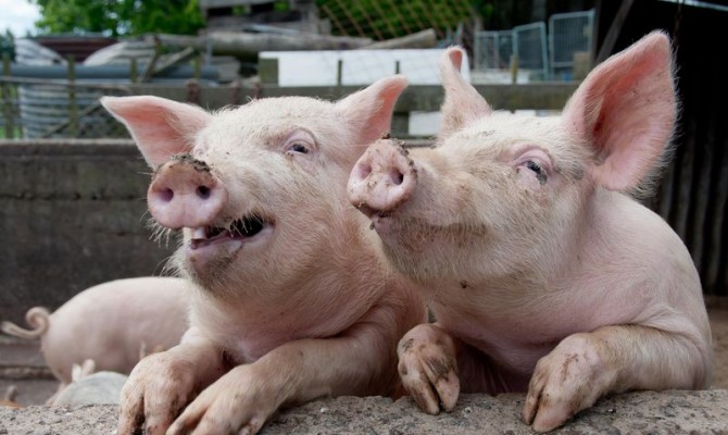 Украина увеличила экспорт свинины и мяса птицы