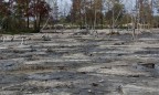 Копатели янтаря повредили более 7 тысяч гектаров в трех областях