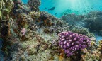 Повышение температуры воды в Мировом океане убивает кораллы