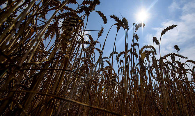 В Украине ожидают рекордный урожай зерновых и масличных культур